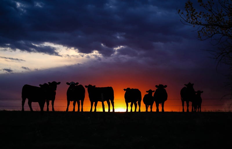 ranchers/beef