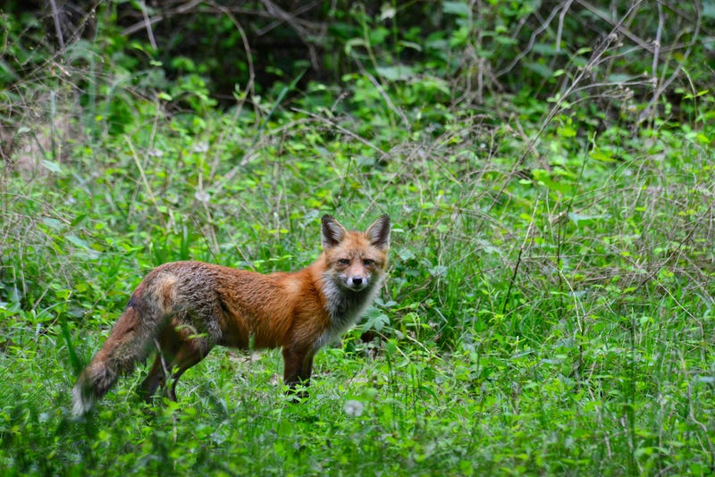 fox