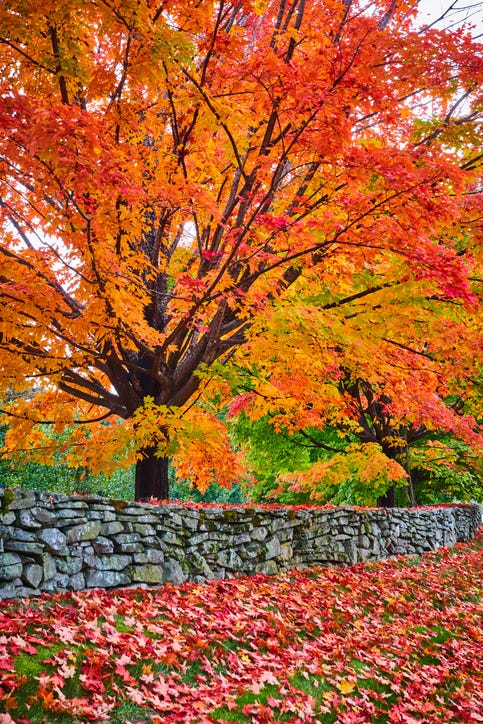 autumn 