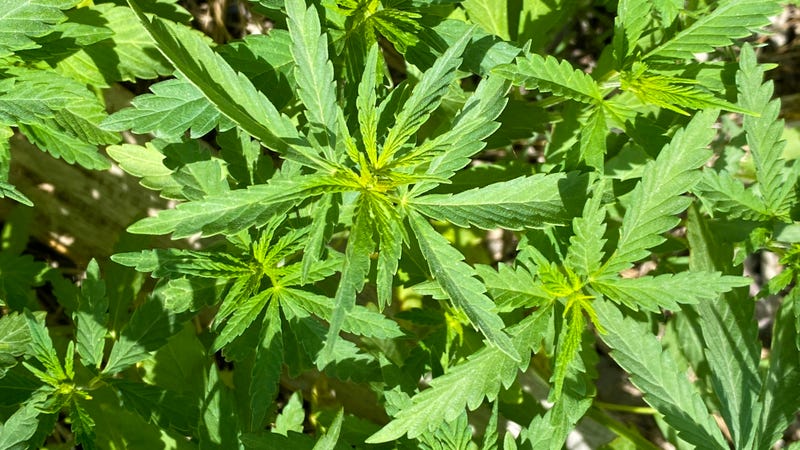 Cannabis leaves