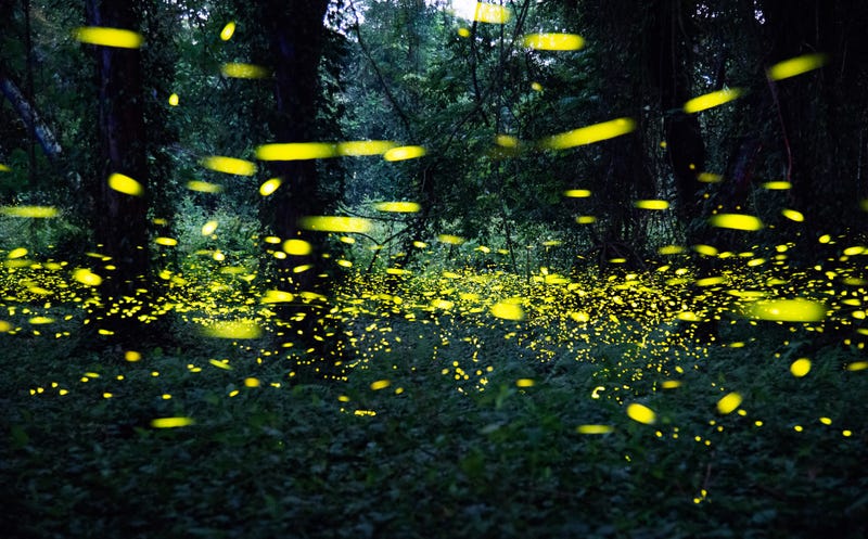 Fireflies