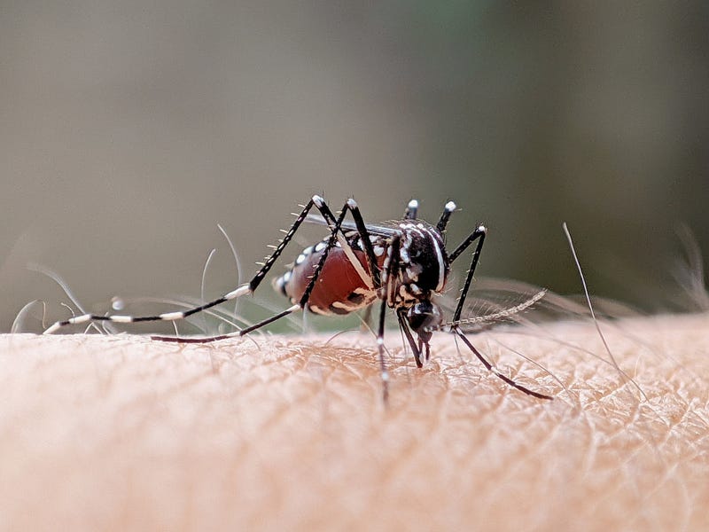 Stock photo of mosquito on arm