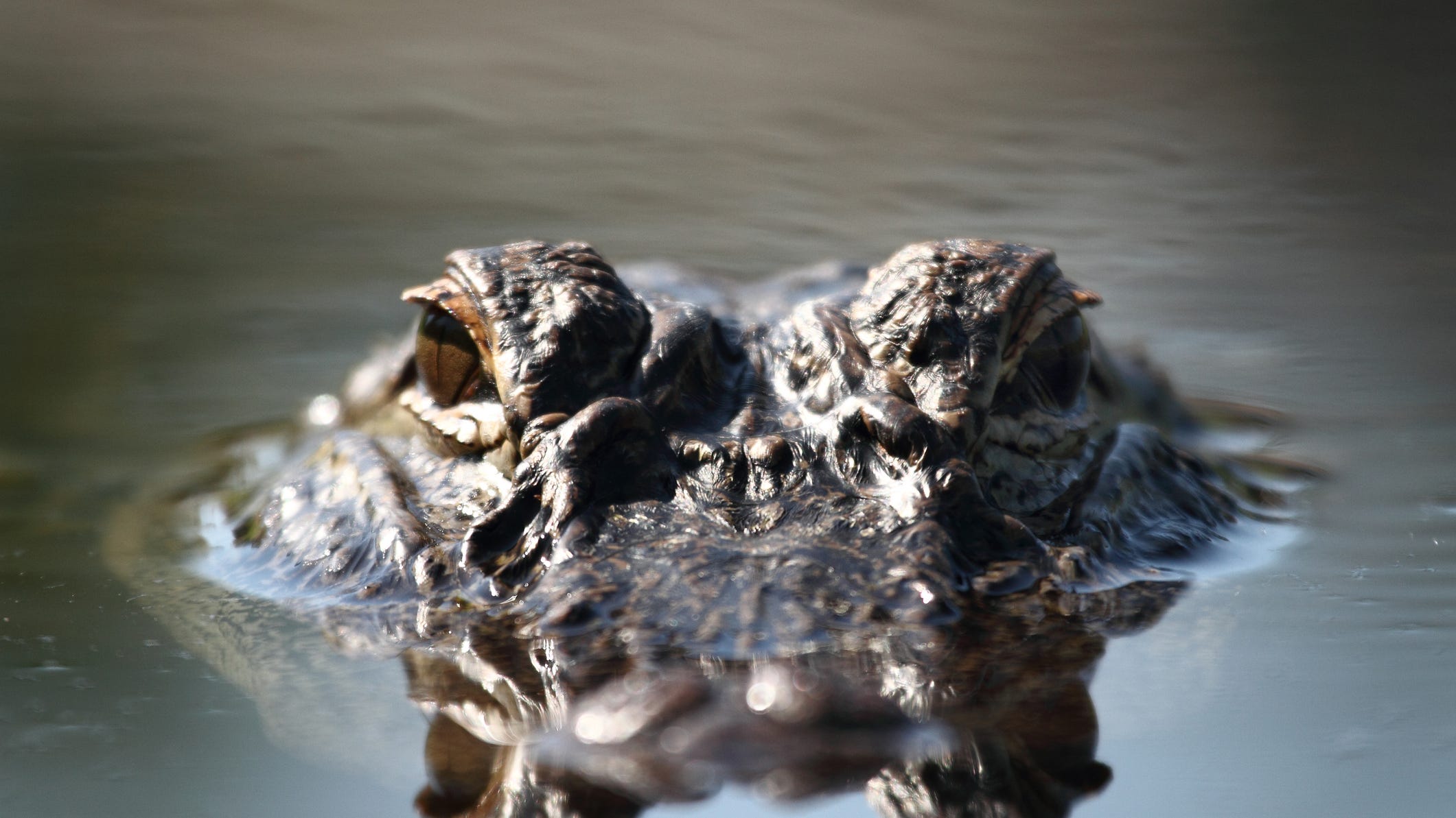 Man missing after reported gator attack near Slidell