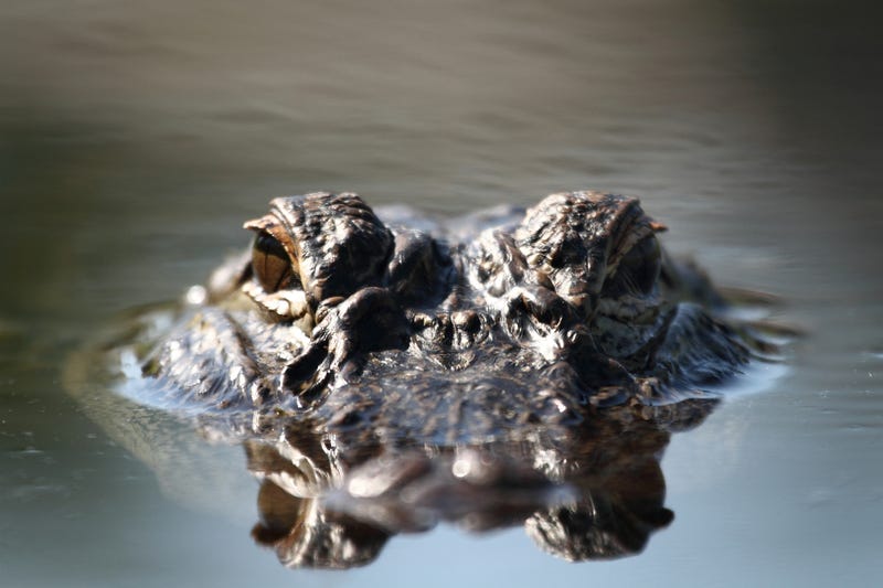 Alligator
