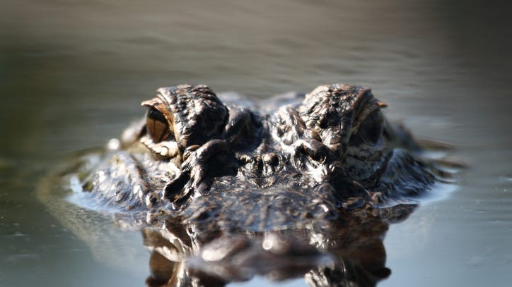 Another gator sighting in Michigan prompts closure of nature center near Albion College