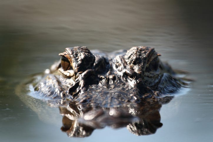 Alligator in the water