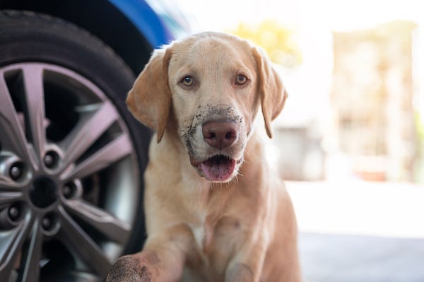 Labrador dog with dirty mouth standing in front of car