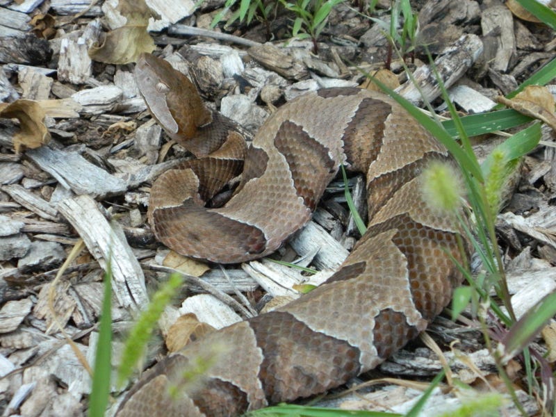 Copperhead snake