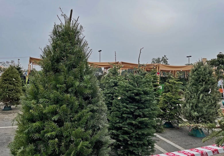Christmas Tree lot