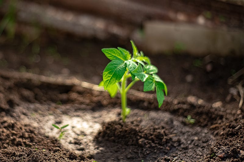 Tomato seedling