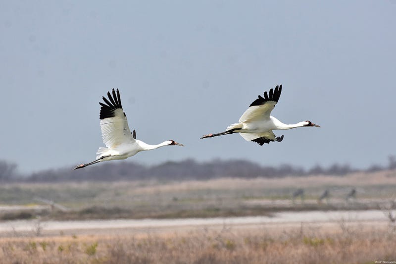 Whooping cranes