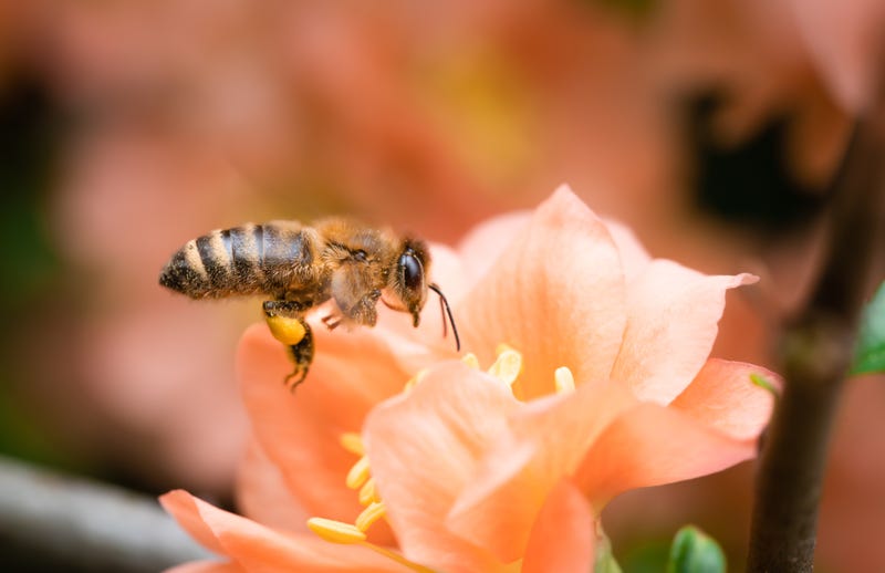 Bee on flower.