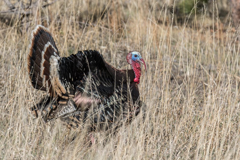 Wild Turkey