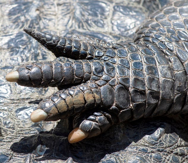alligator hand with fingers stretched out, alligator skin background