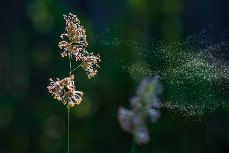 Pollen advice