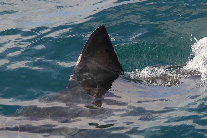 Shark fin poking out of the water. 