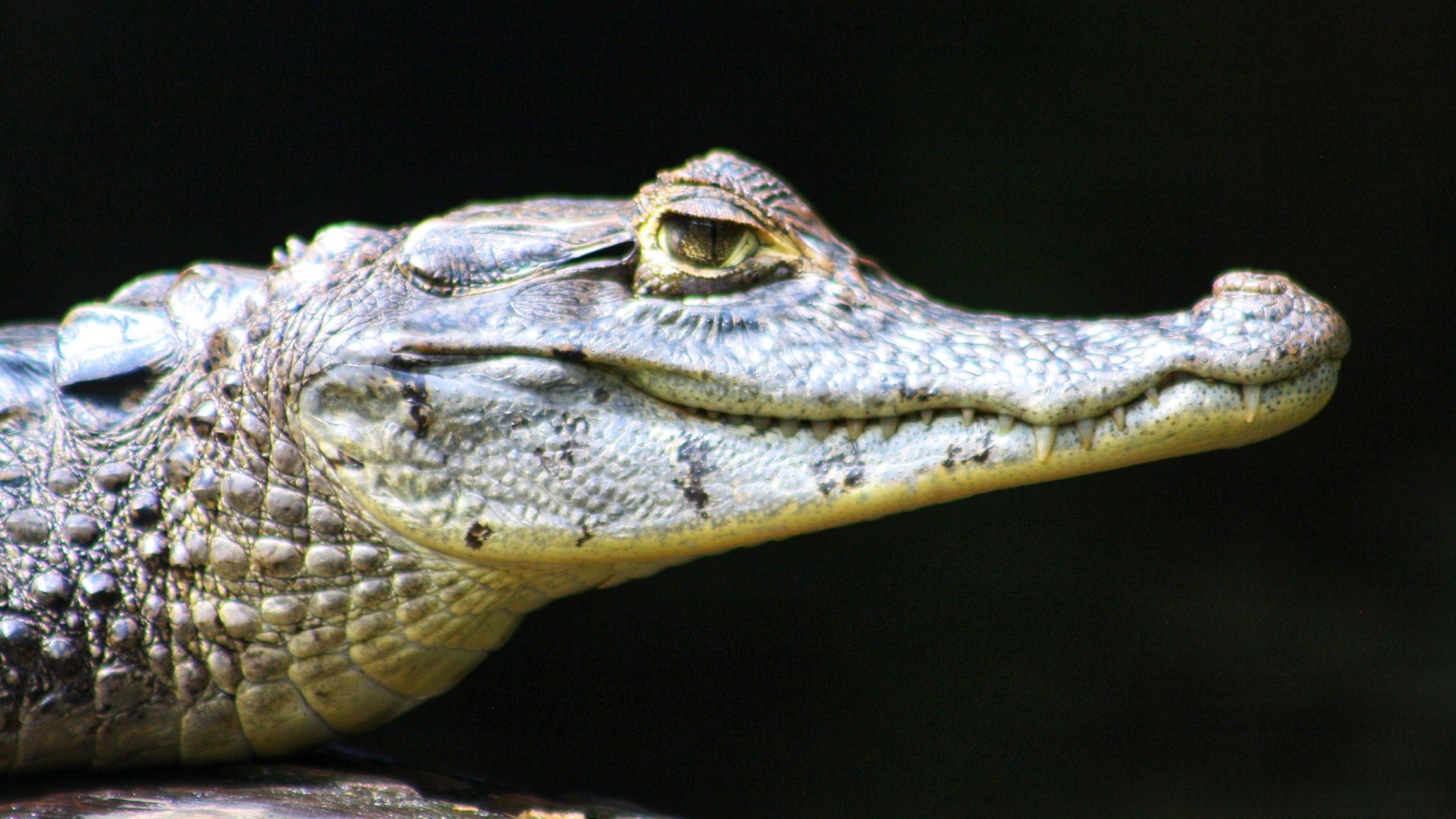 New Iberia couple shocked when gator snuck into their home