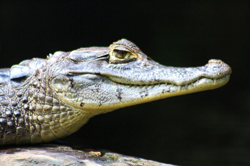 Alligator