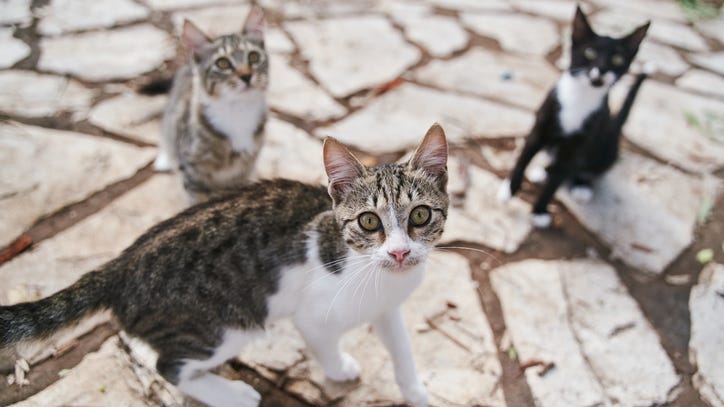 More than 60 cats removed from Bedford home