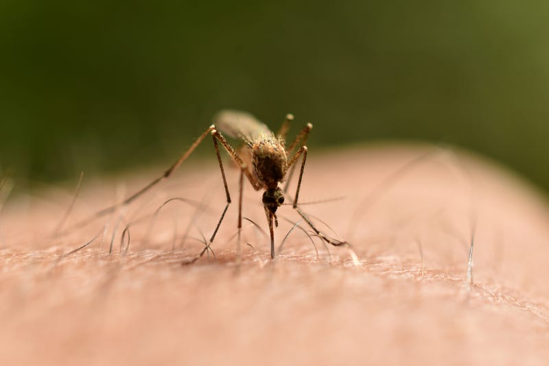 Denton County health officials have confirmed the third human case of West Nile virus this year. The patient lives in the city of Denton, according to county health authorities.