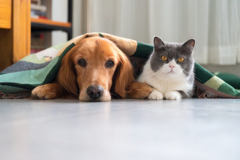 Dog and cat under a blanket