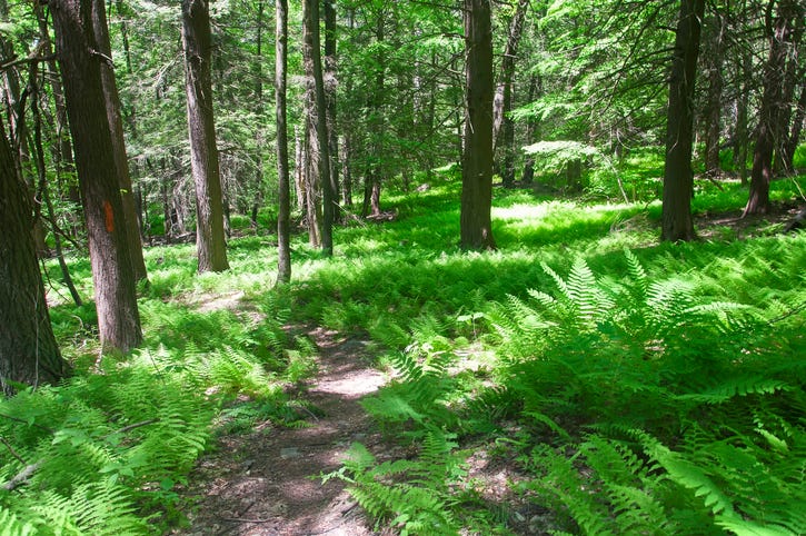 Celebrate National Trails Day June 3rd at any of the 200 events in CT!
