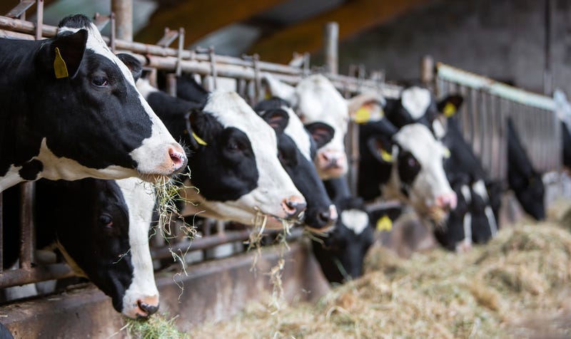 Dairy Cows