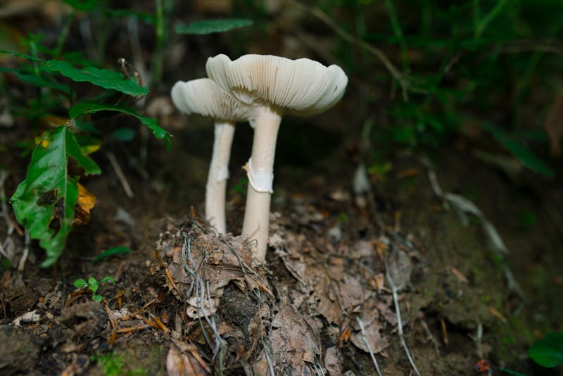 The "destroying angel" mushroom, which often grow near oak and other hardwood trees, in mixed forests during summer and fall. This all-white mushroom is identifiable by its white gills, a ring on its stem, and a cup-like sac at the base. As little as half a cap can be fatal.