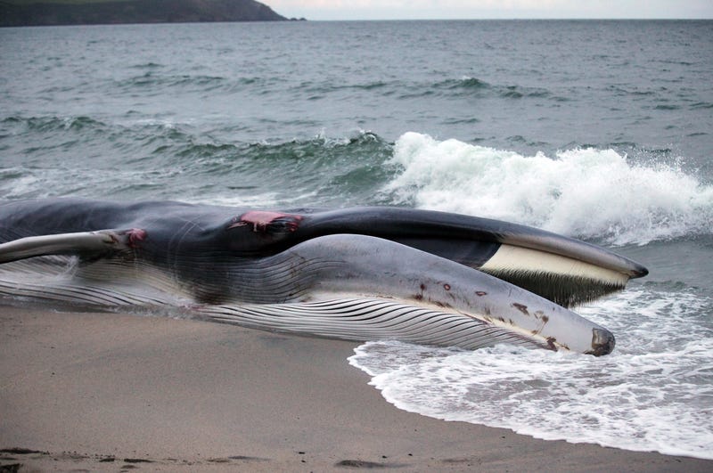 A fin whale, shown stranded on a beach