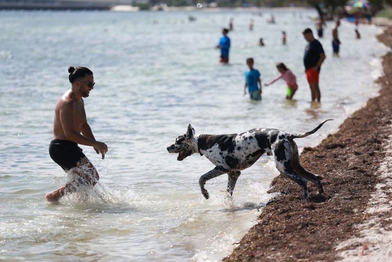 Giacarlo Martinez and his dog Bakkhos stay cool in Biscayne Bay on June 27, 2023 in Miami, Florida. Hot summer weather is hitting a large part of the Southern United States. Officials are stressing the importance of avoiding heat exhaustion or heat stroke in dangerous temperatures. (Photo by Joe Raedle/Getty Images)