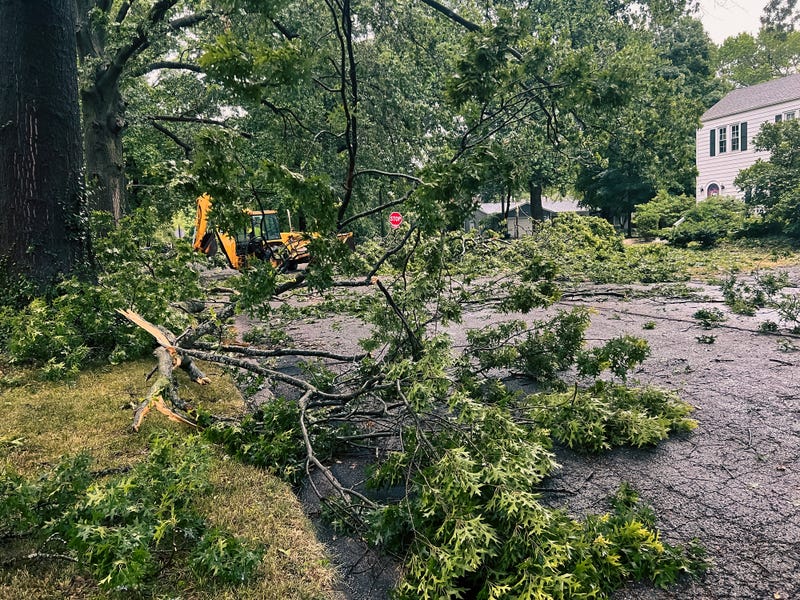 Trees down after storm