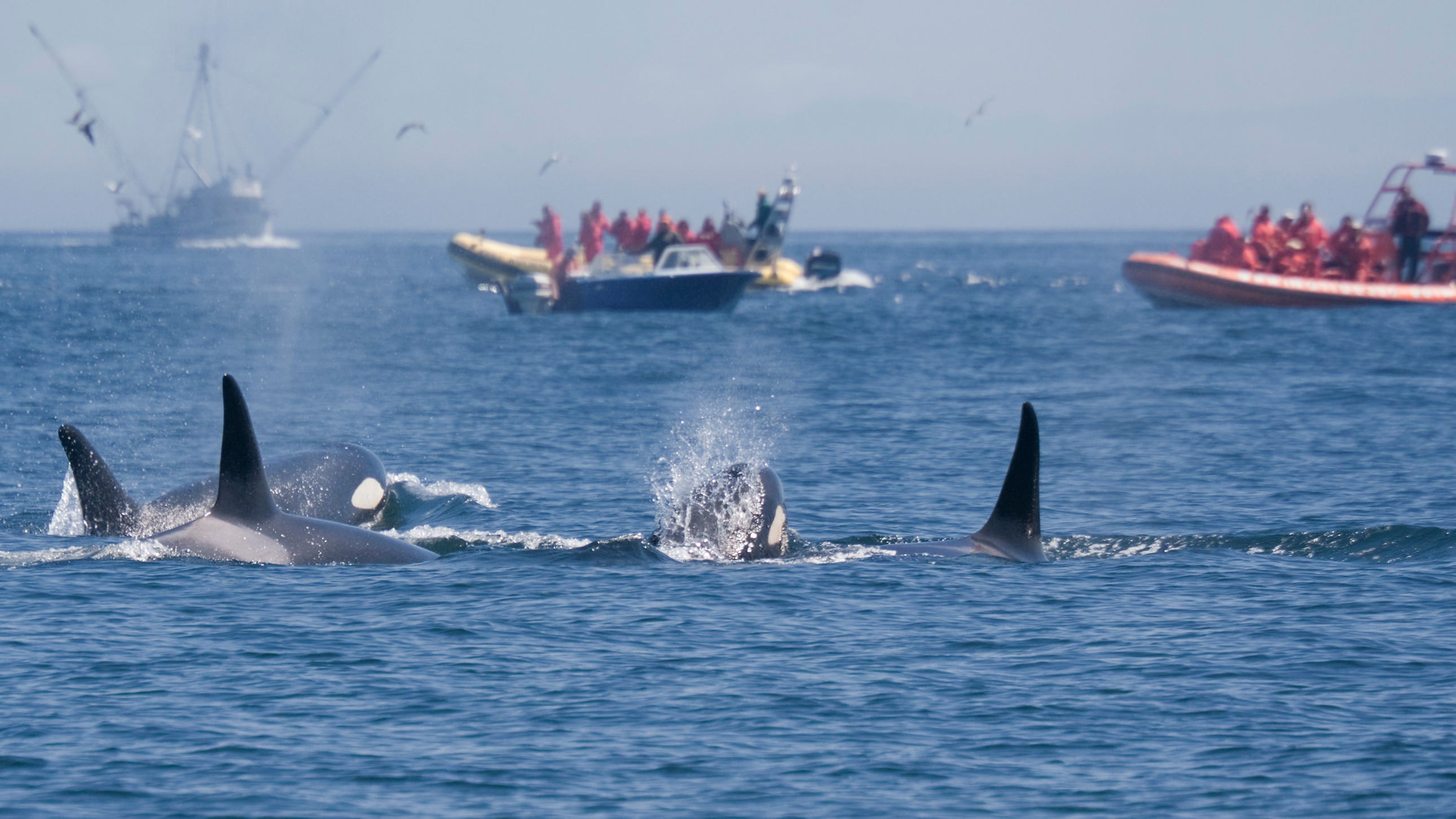 Whale-watchers witness ‘chaos’ below as 70 orcas devour helpless blue whale