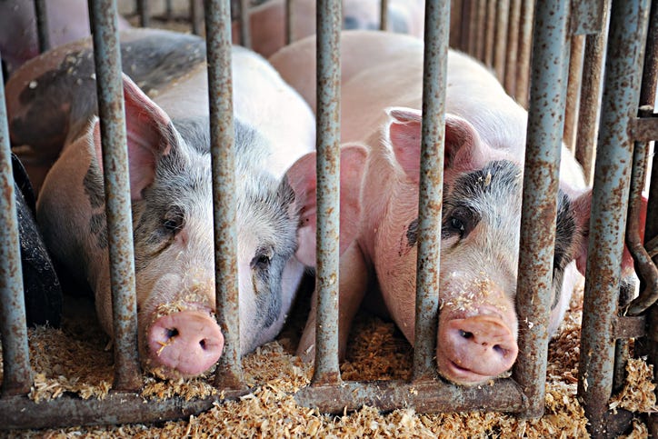 pigs at a county fair