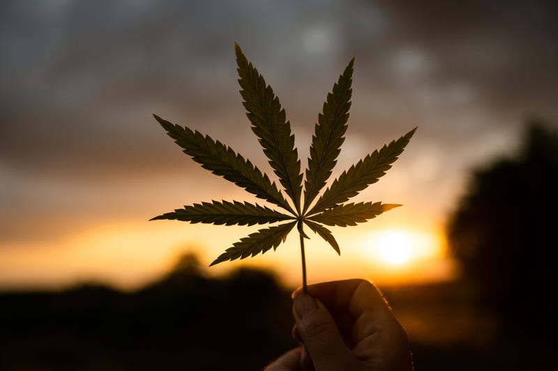 Marijuana leaf
