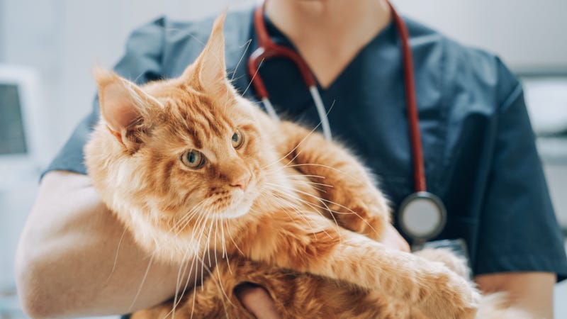 Cat at vet