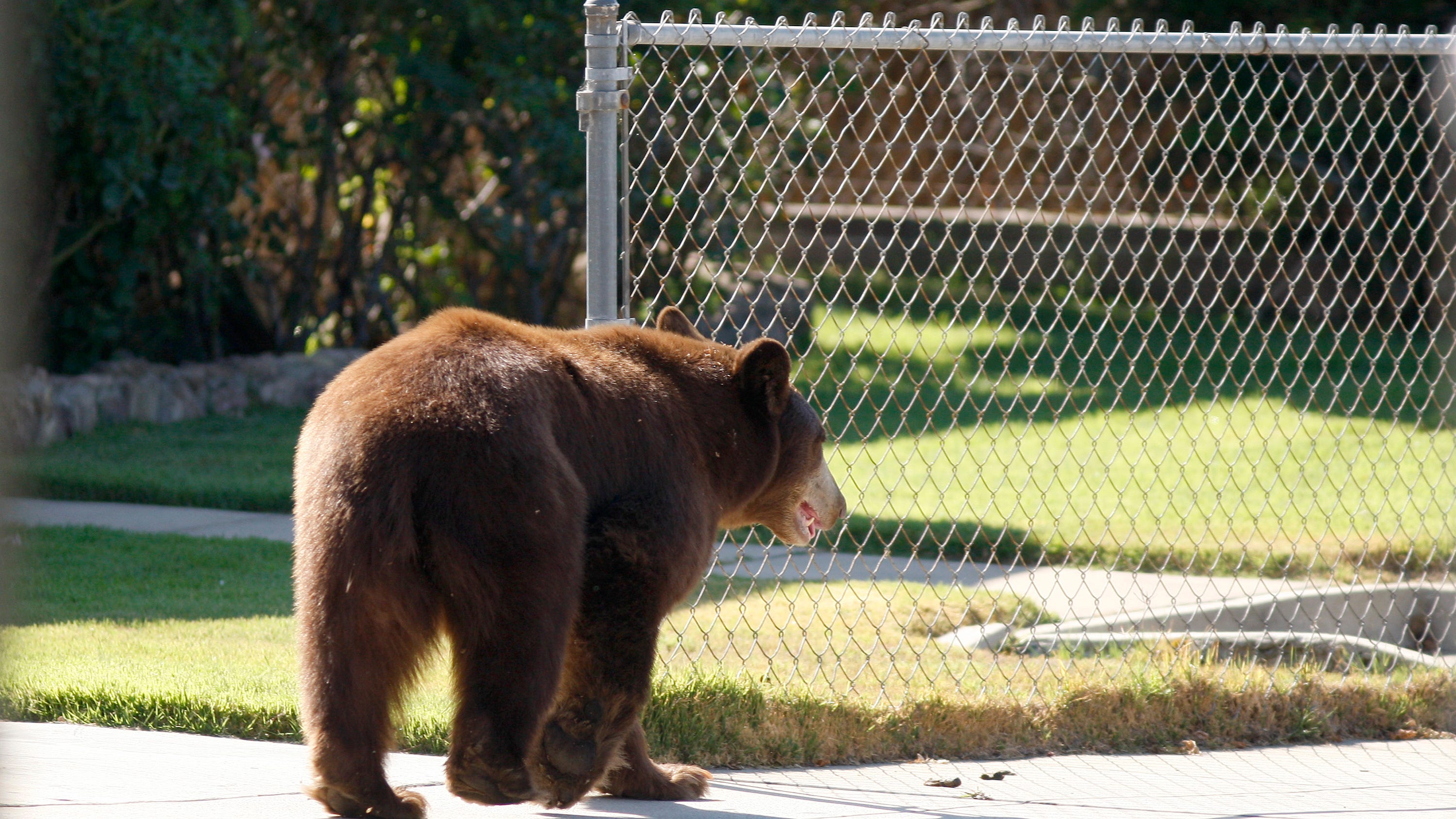 Mother bear and two cubs are freed from a storm drain