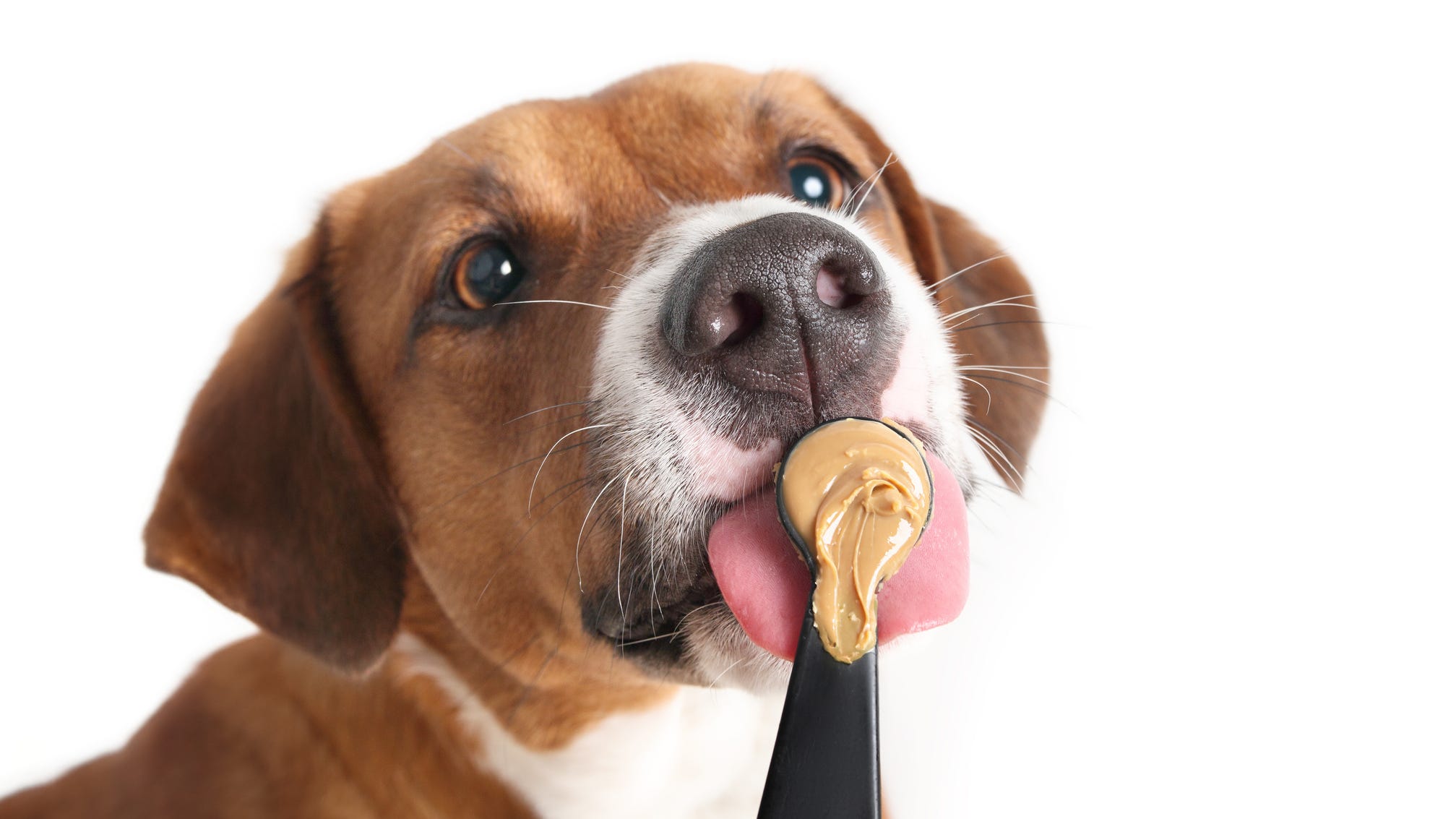 Your dog could get paid $100 an hour to eat peanut butter