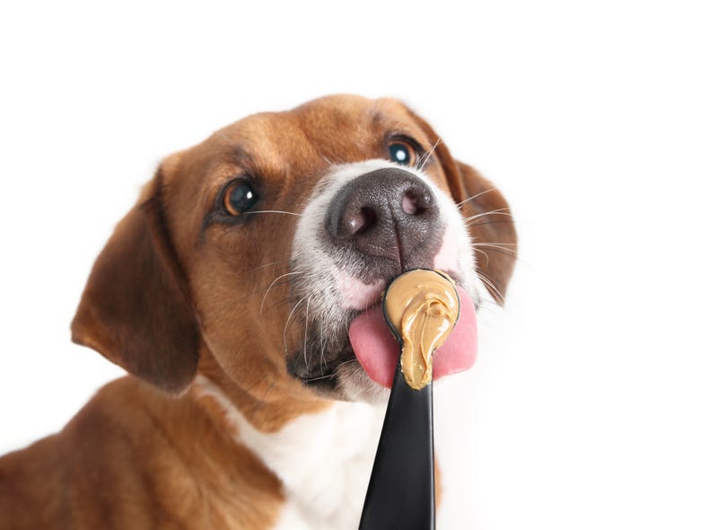 Dog eating peanut butter.