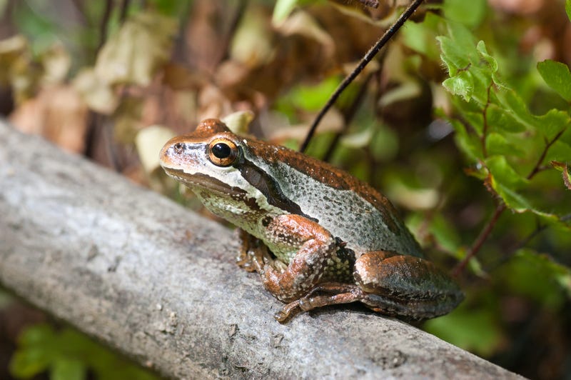 Pacific tree frog