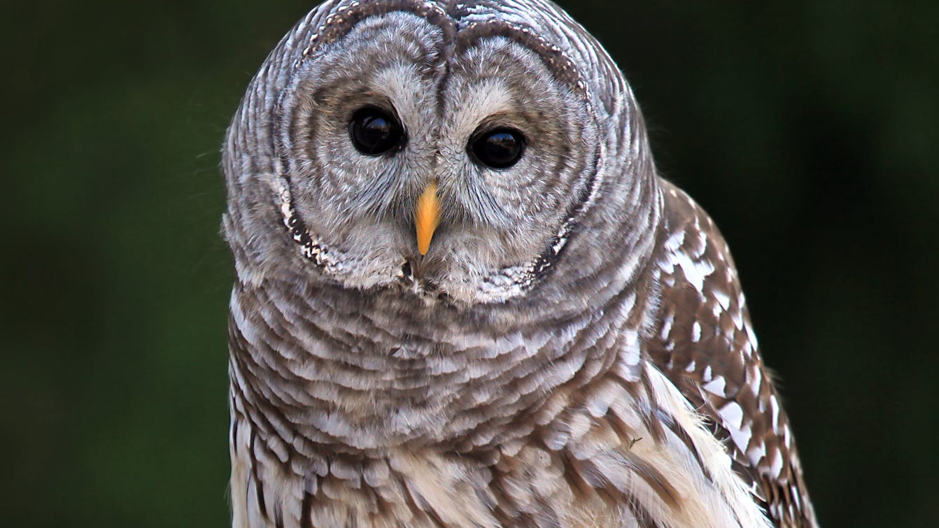Birders mourn death of beloved Central Park owl Barry, vigil planned for Monday