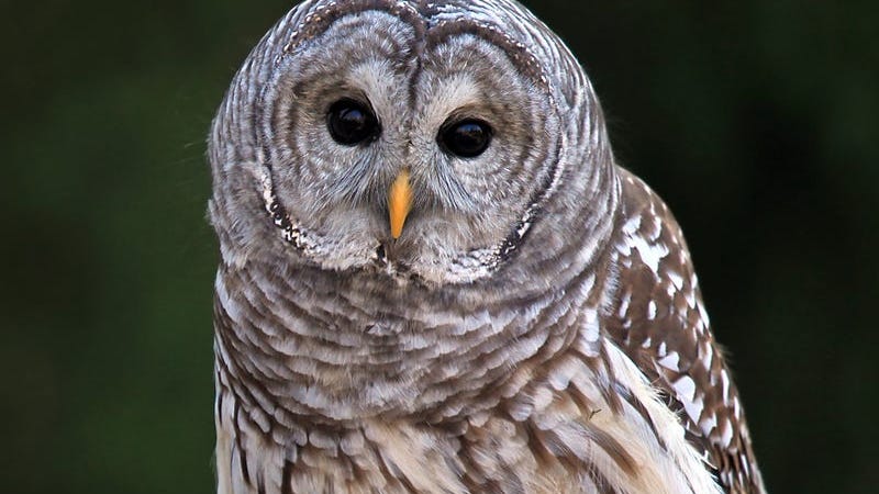 Necropsy shows beloved Central Park owl had rat poison in system: report