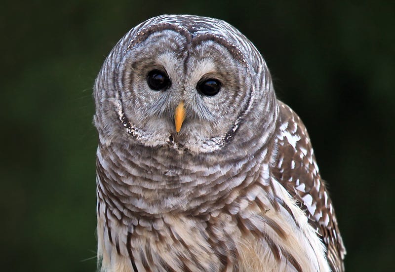 barred owl