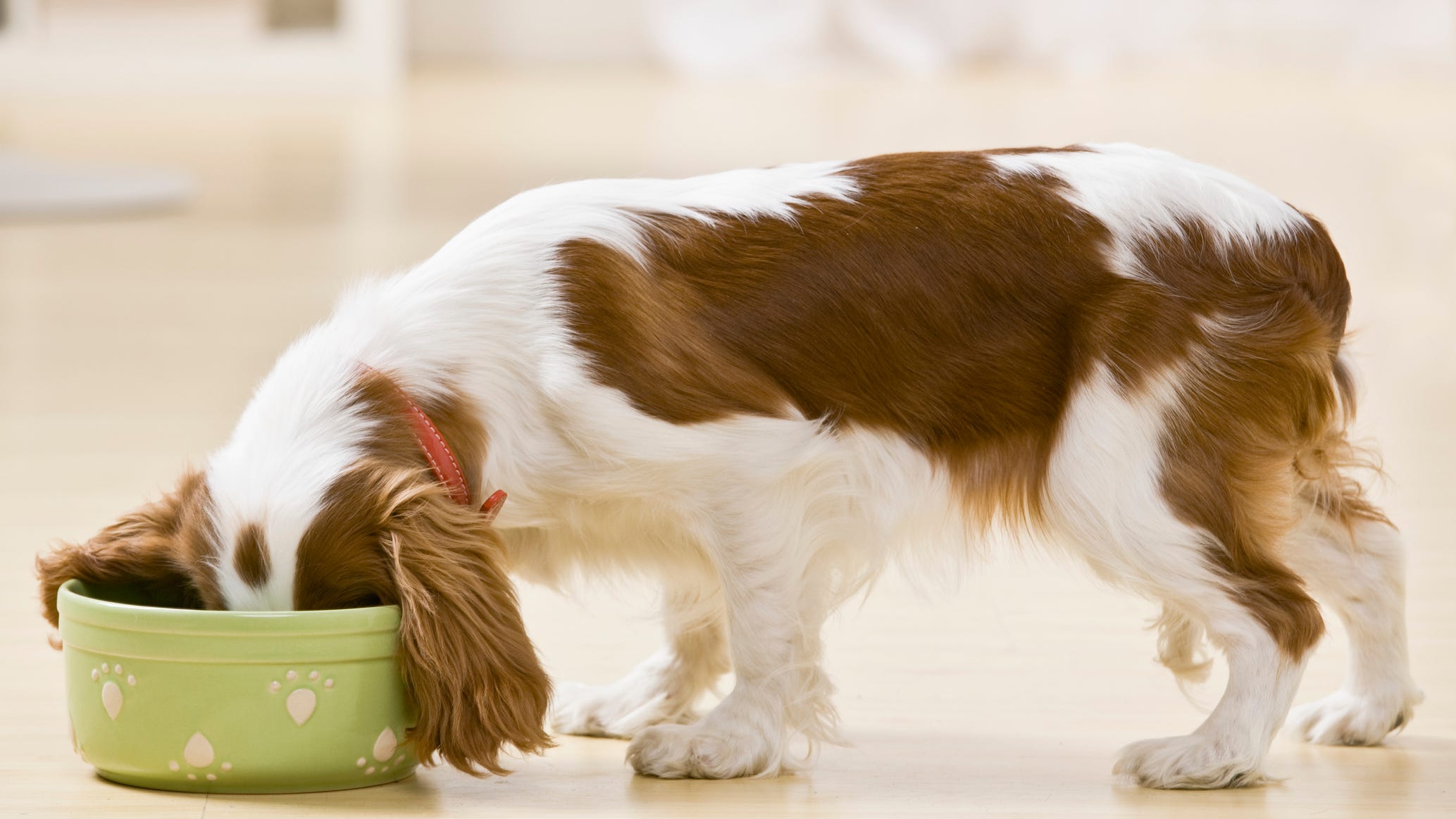 Recall issued for frozen dog food sold at PetSmart