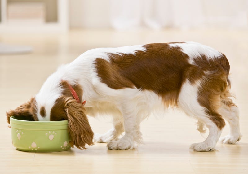 dog eating food