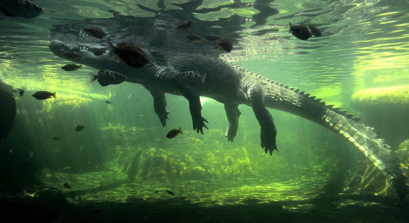 Severe flooding in Australia's Northern Territory has forced the evacuation of more than 1,000 people and triggered urgent warnings about crocodiles in floodwaters - with authorities bluntly telling residents the dangerous reptiles are "absolutely everywhere."