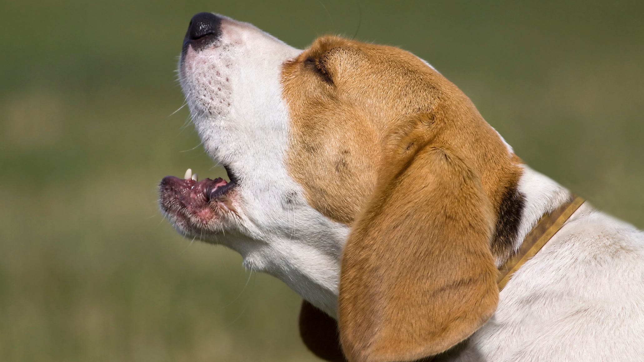 Georgia woman shoots neighbor over barking dog