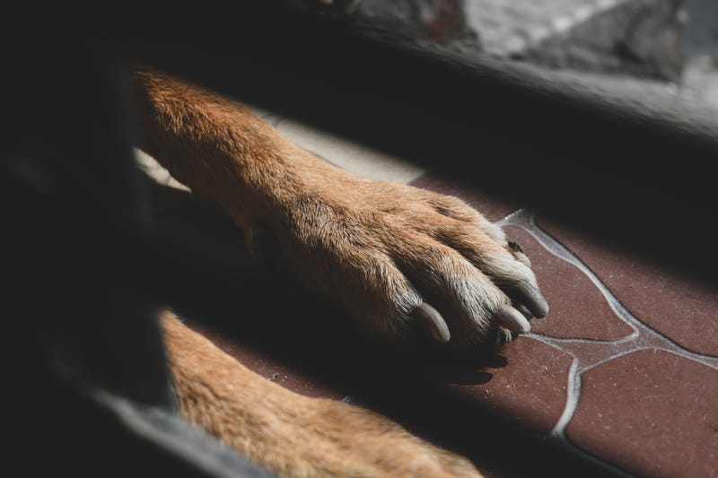 Dog paw