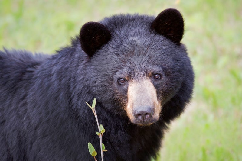 black bear