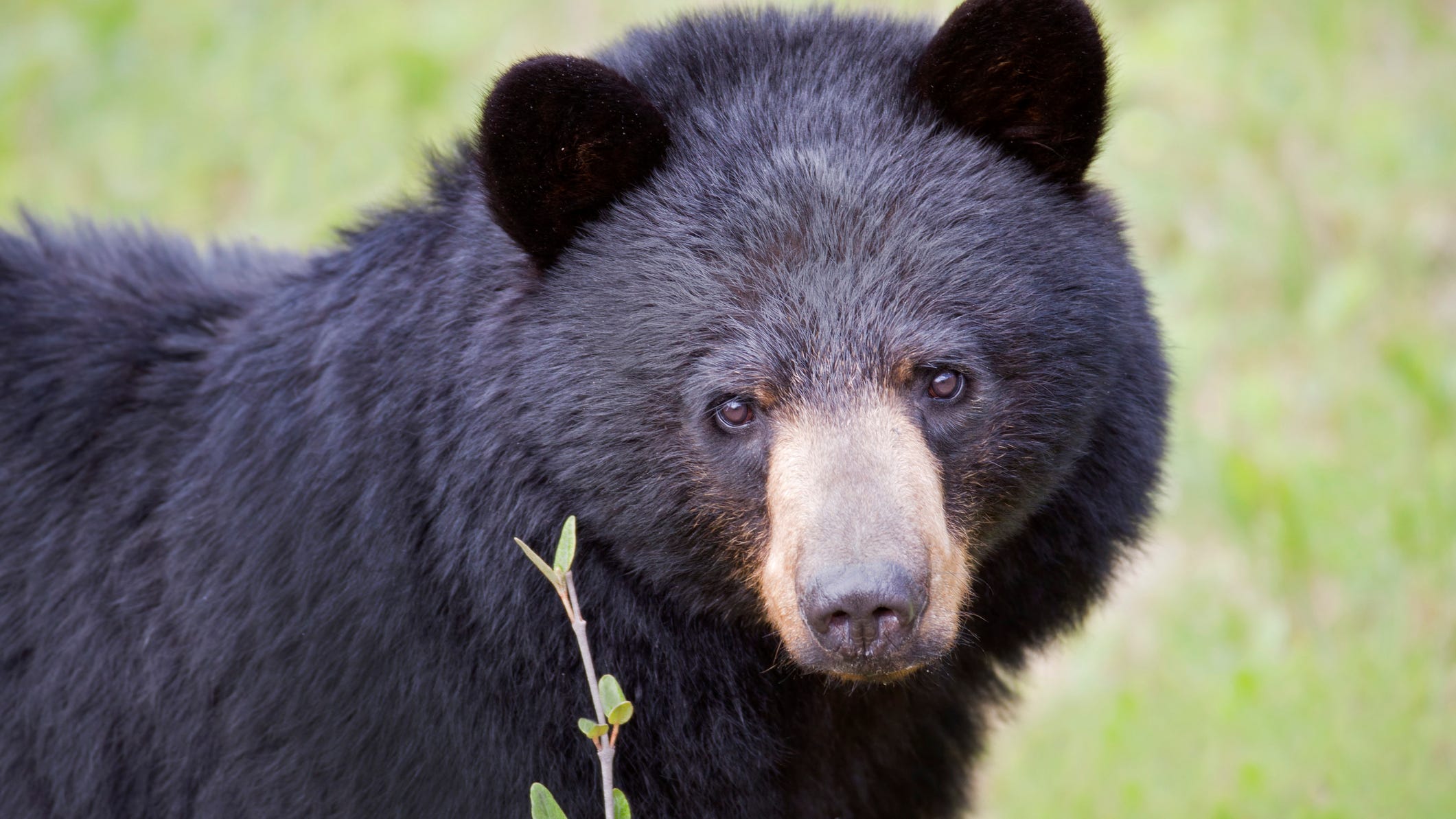 Couple finds bear eating snacks from their kitchen