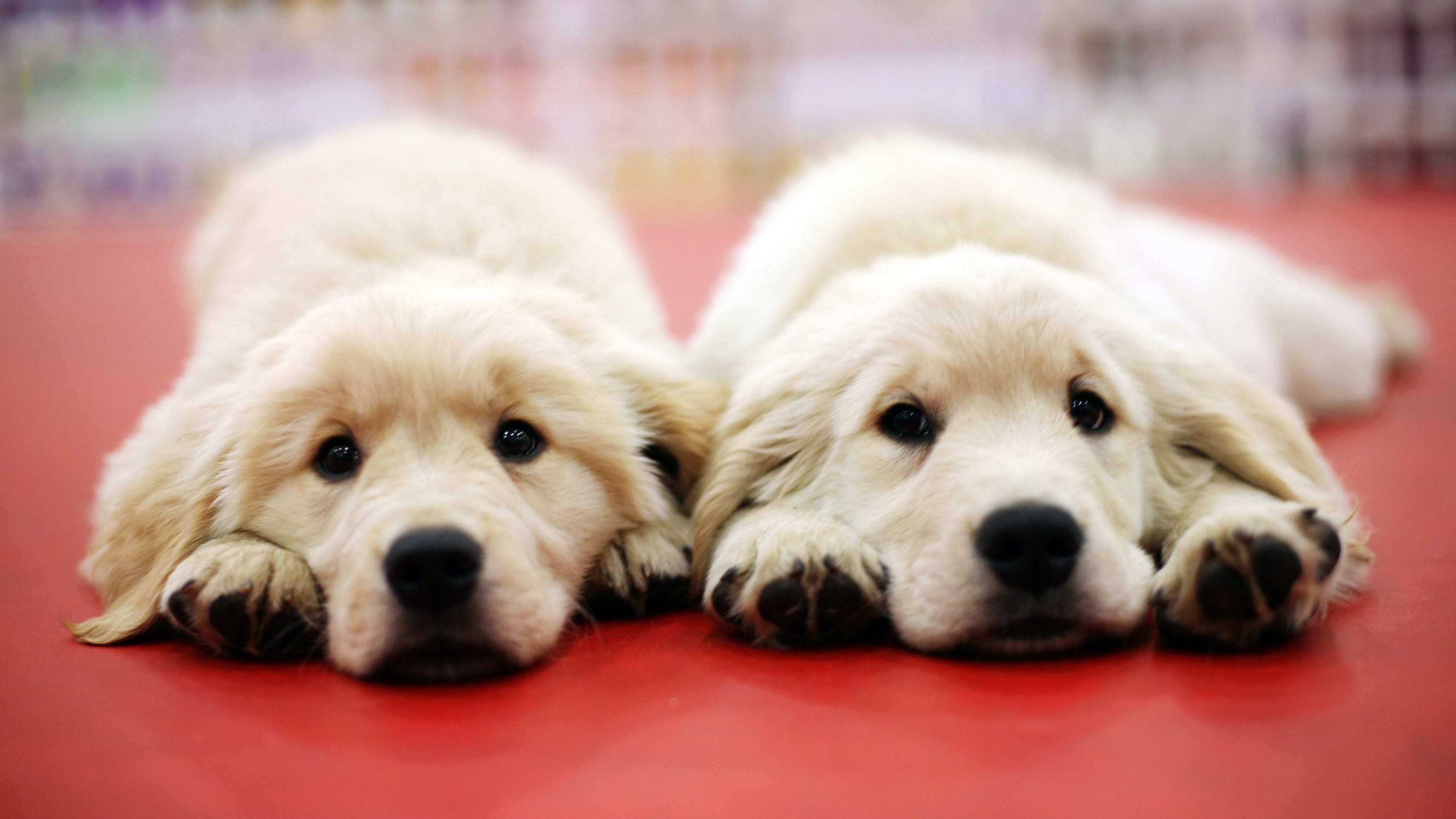 Pet cloning is real and it's becoming more popular thanks to this company
